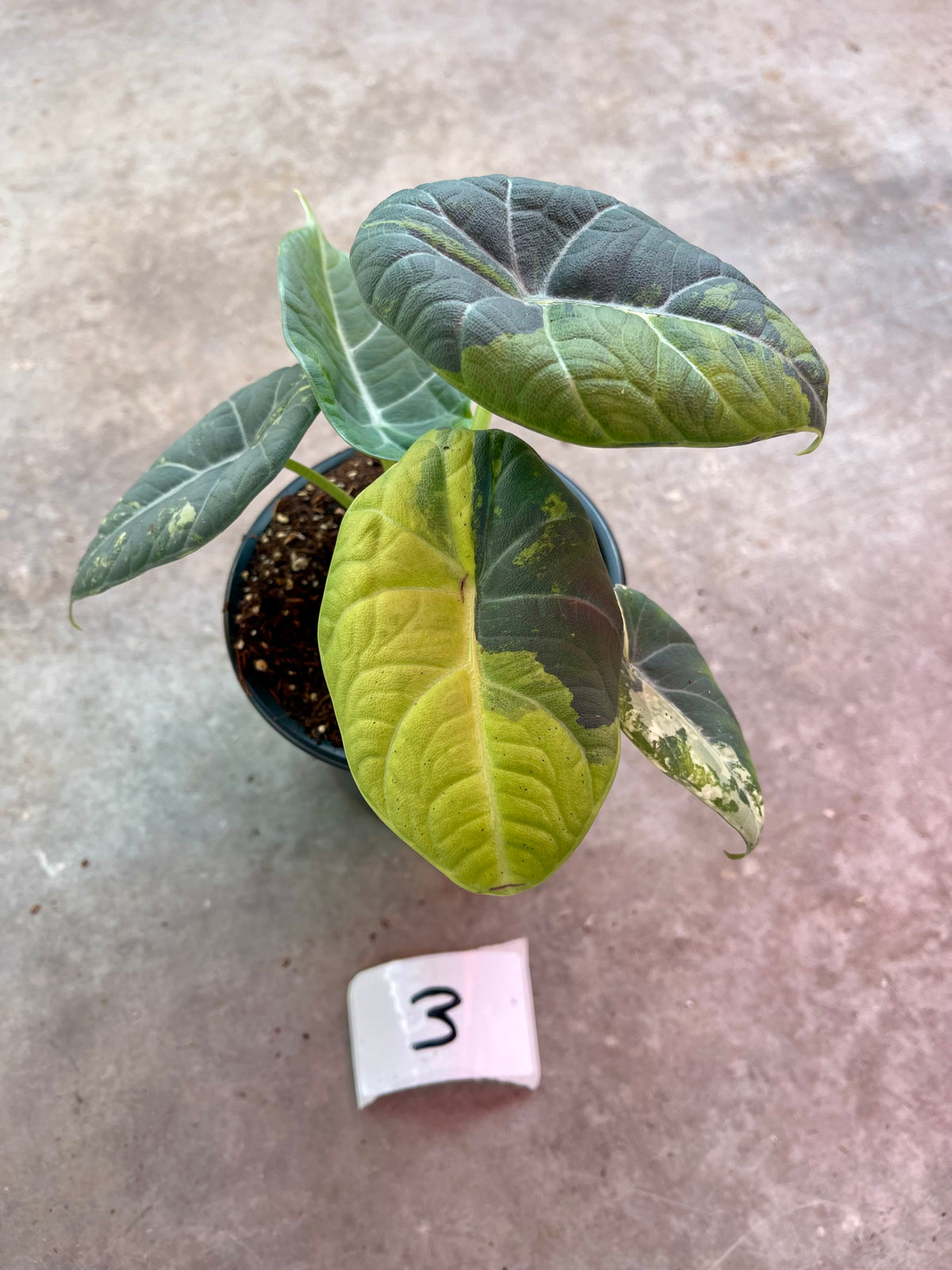 ALOCASIA MAHARANI GOLDEN LIME