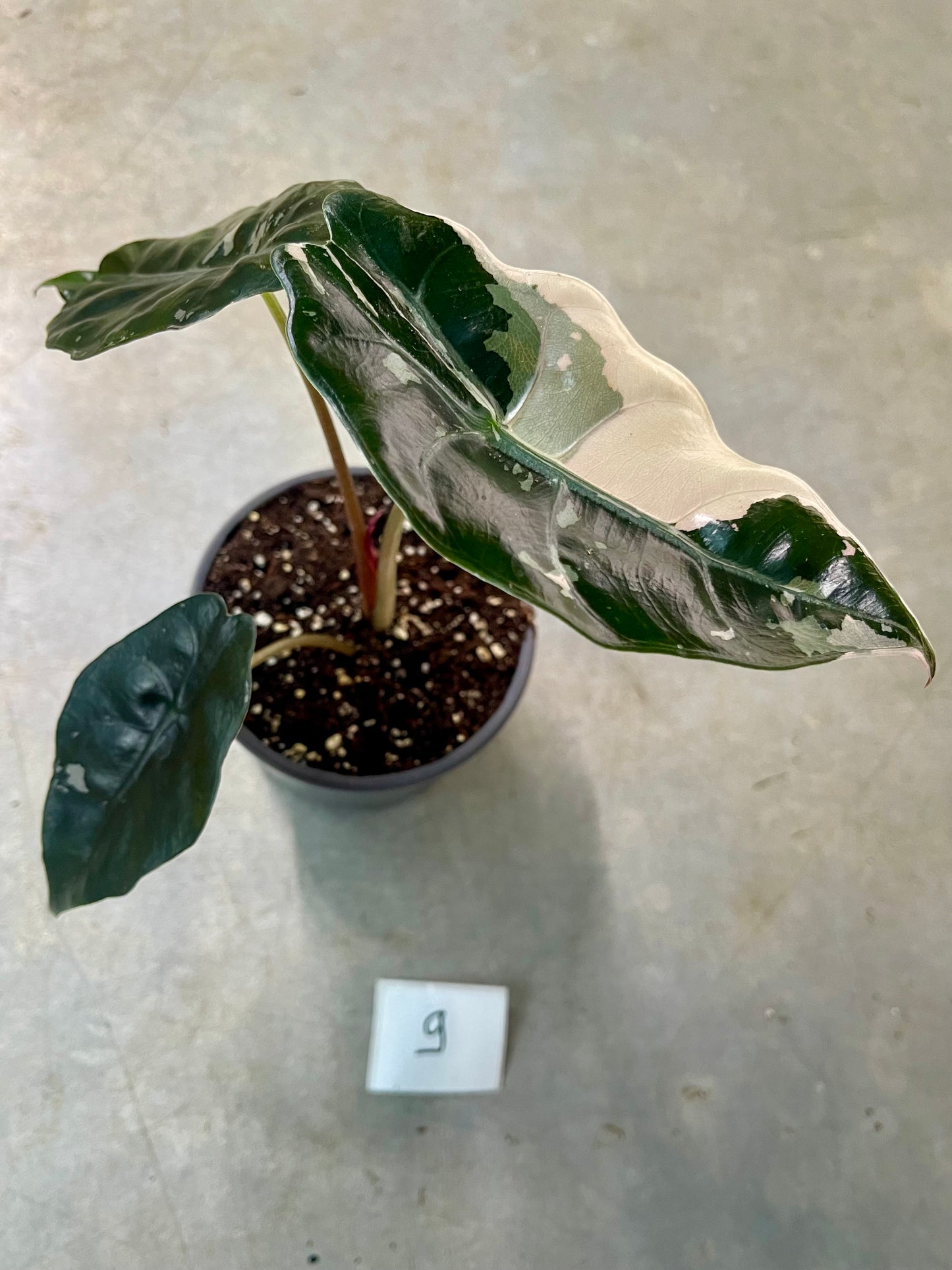 ALOCASIA CHANTRIERI PINK VARIEGATA NEW