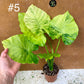Alocasia gageana variegata tricolor