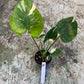 Monstera deliciosa thaï constellation M