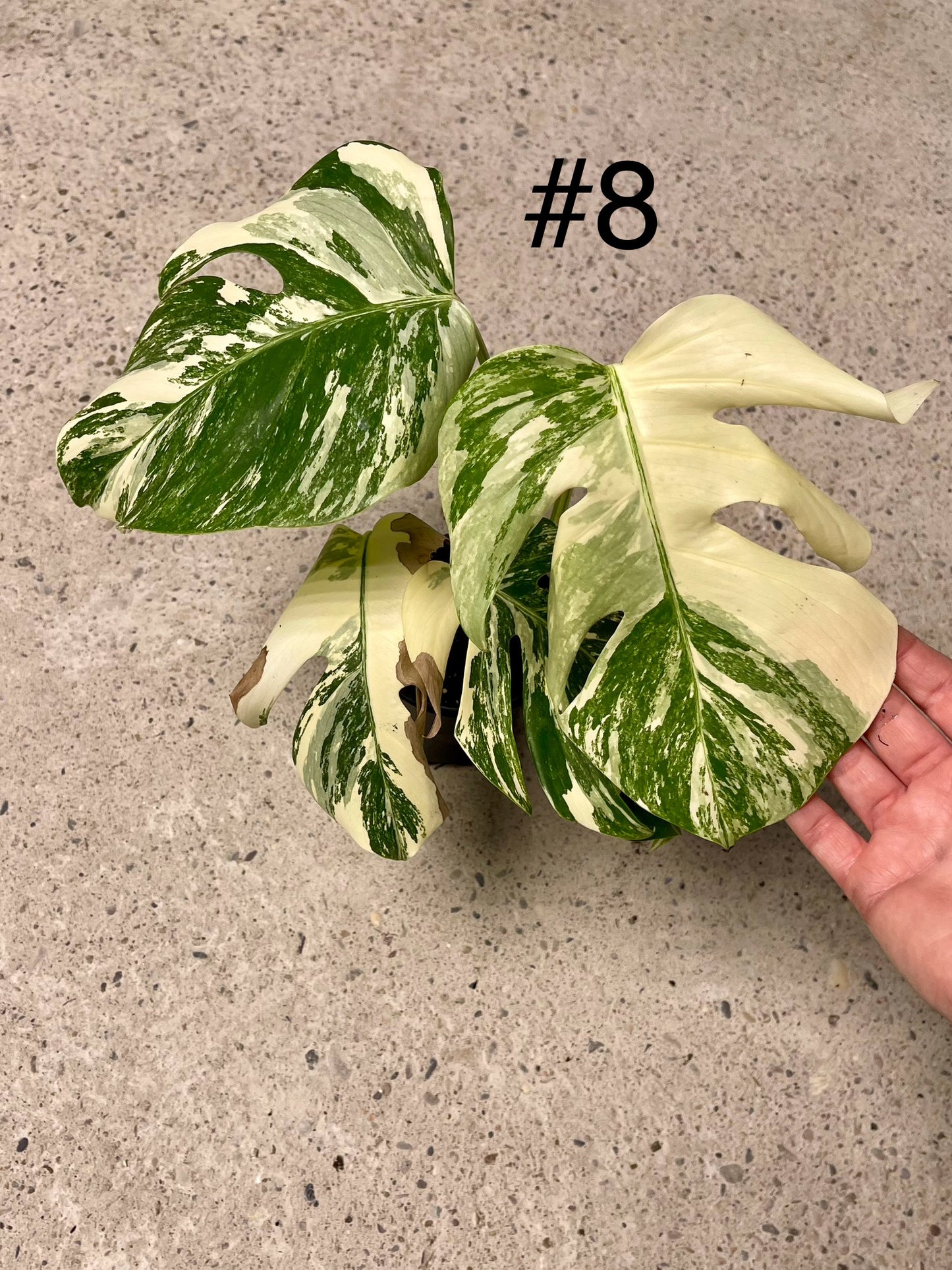 Monstera albo variegata NEW