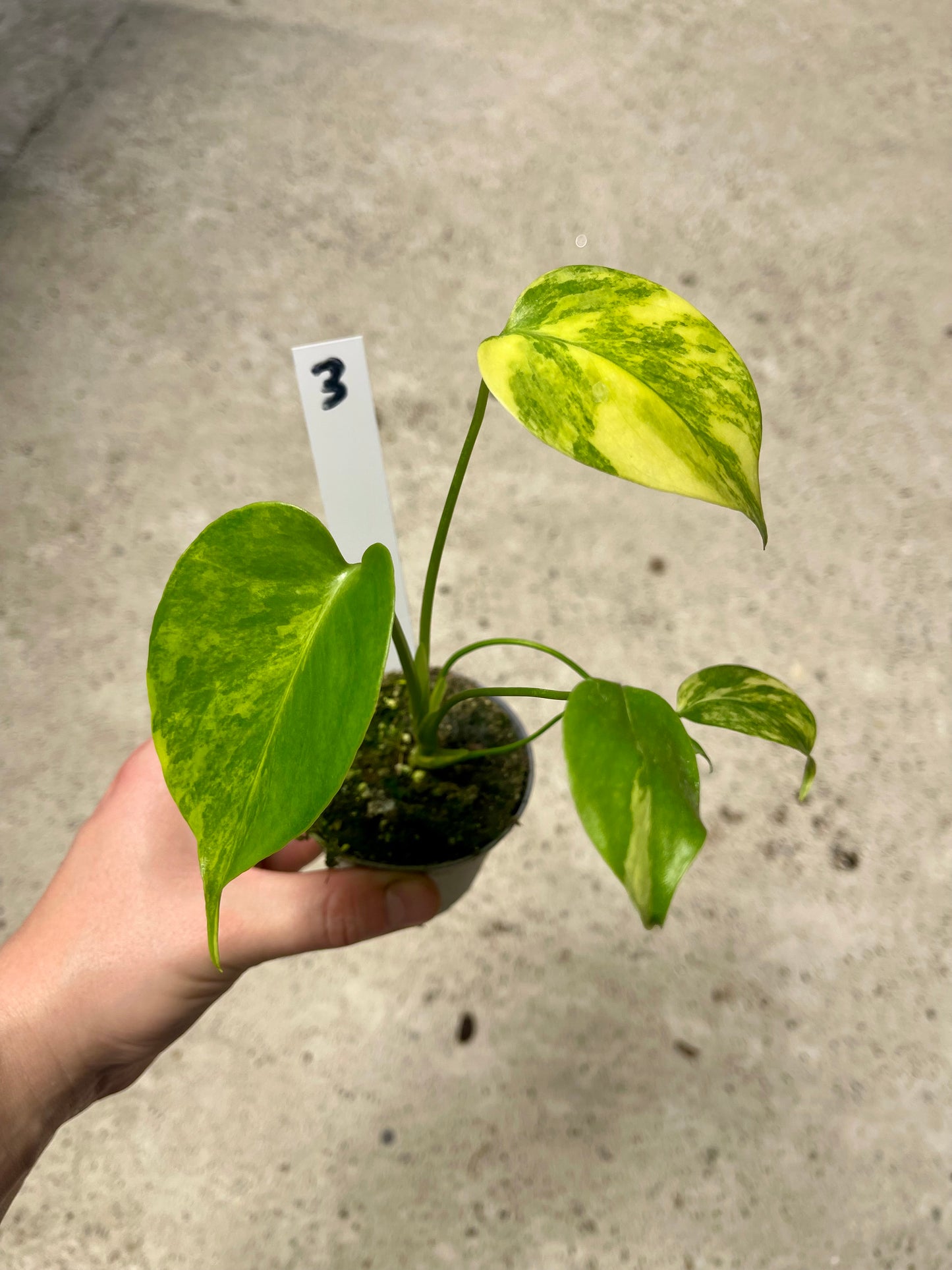 Monstera deliciosa Yellow Marilyn Variegata S NEW