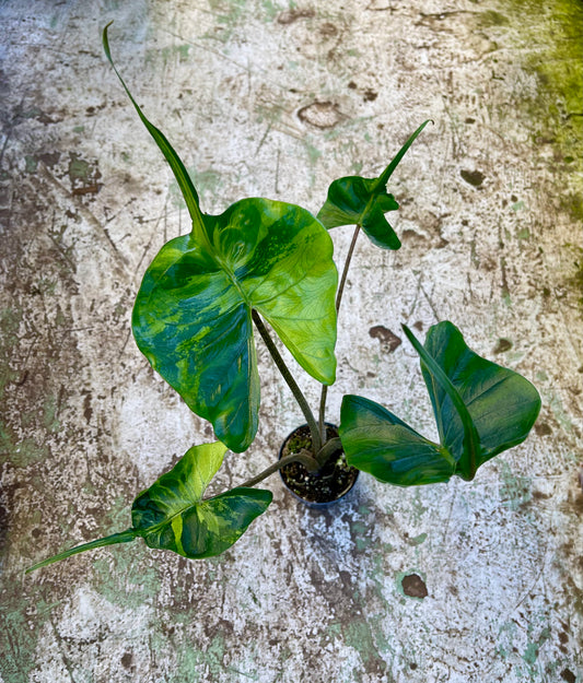 Alocasia stingray variegata NEW