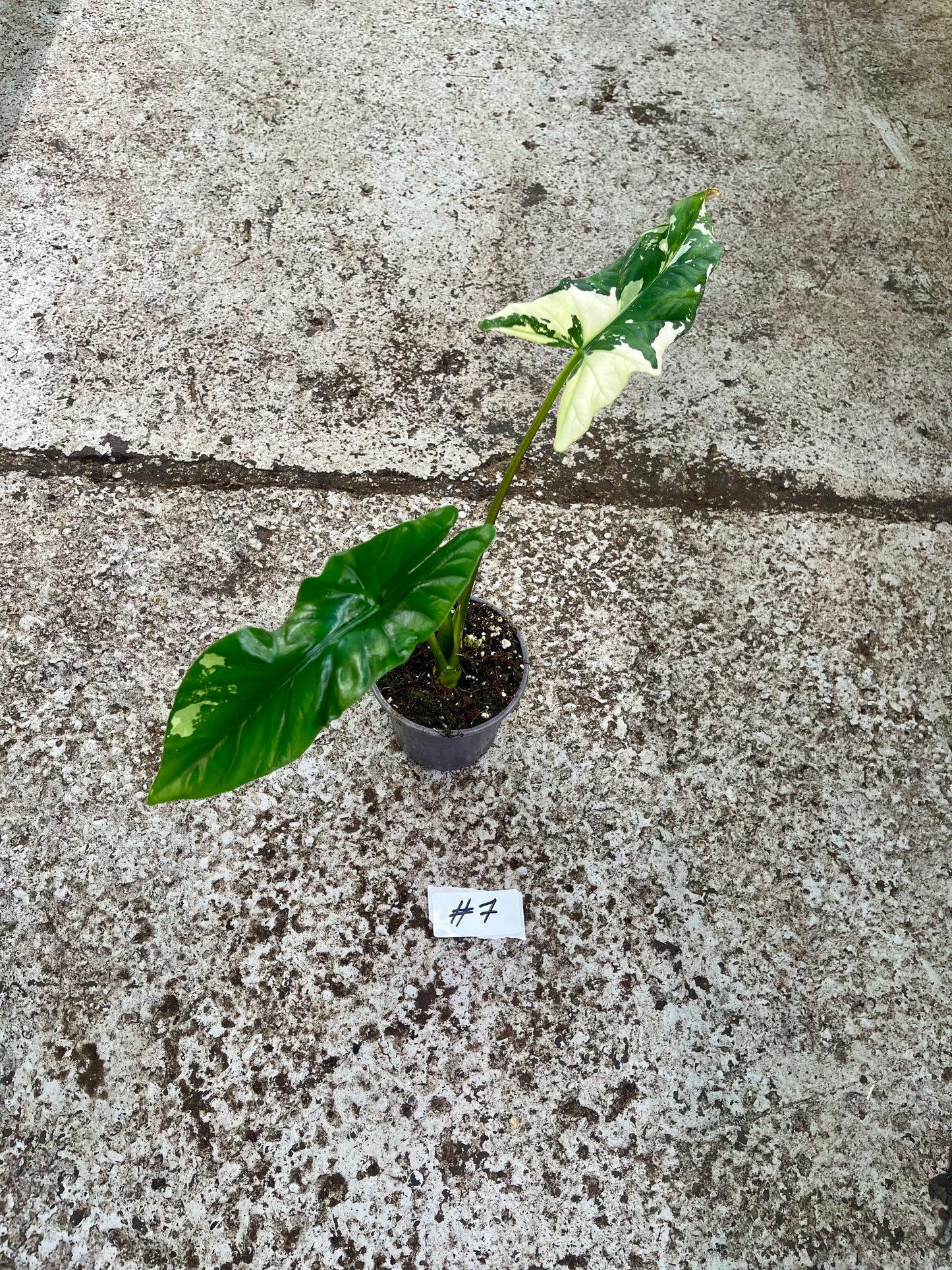 PLANTE A SAUVER