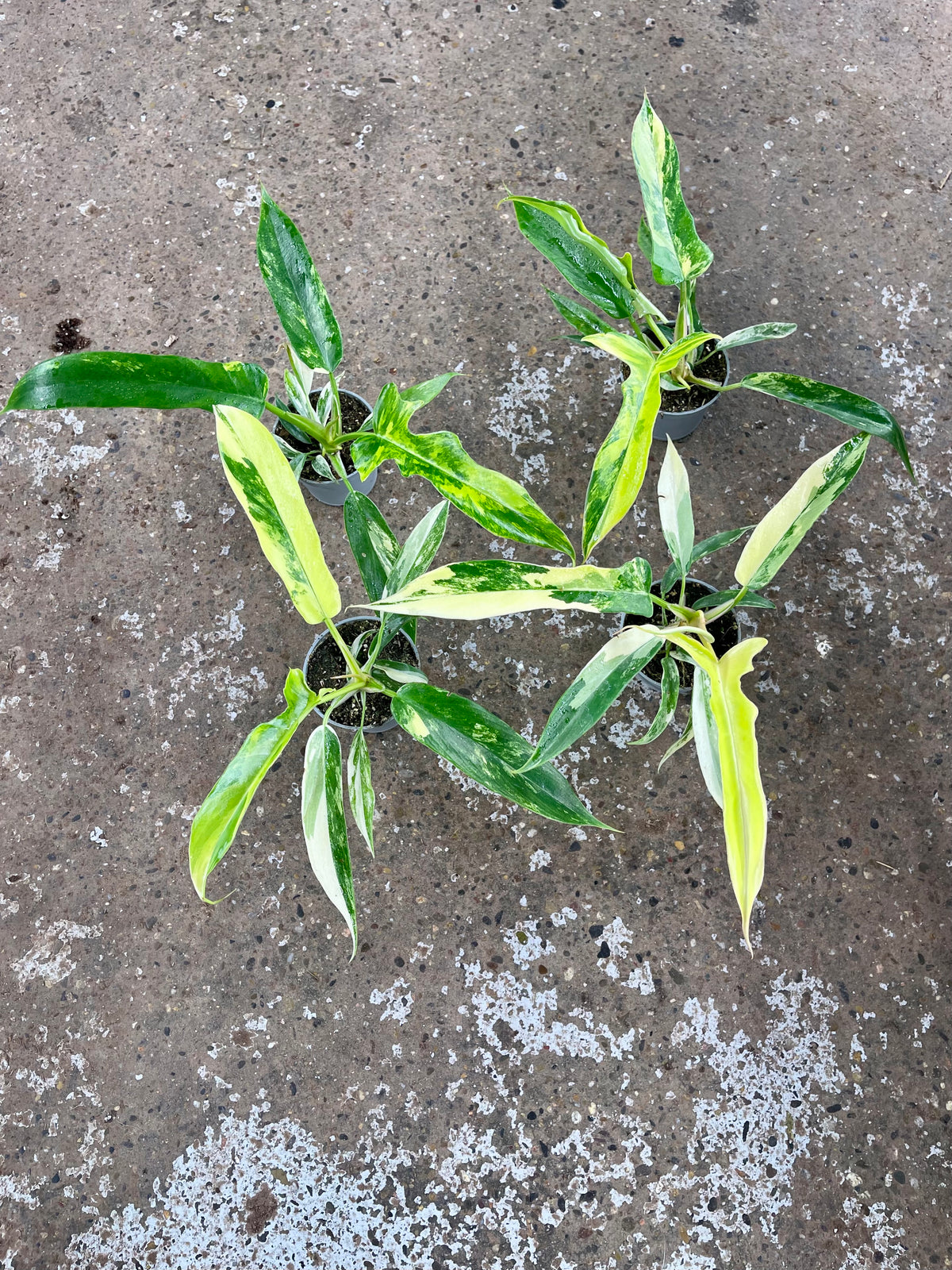 Philodendron Florida beauty X Tortum variegata