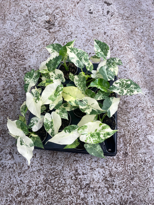Alocasia gageana albo variegata