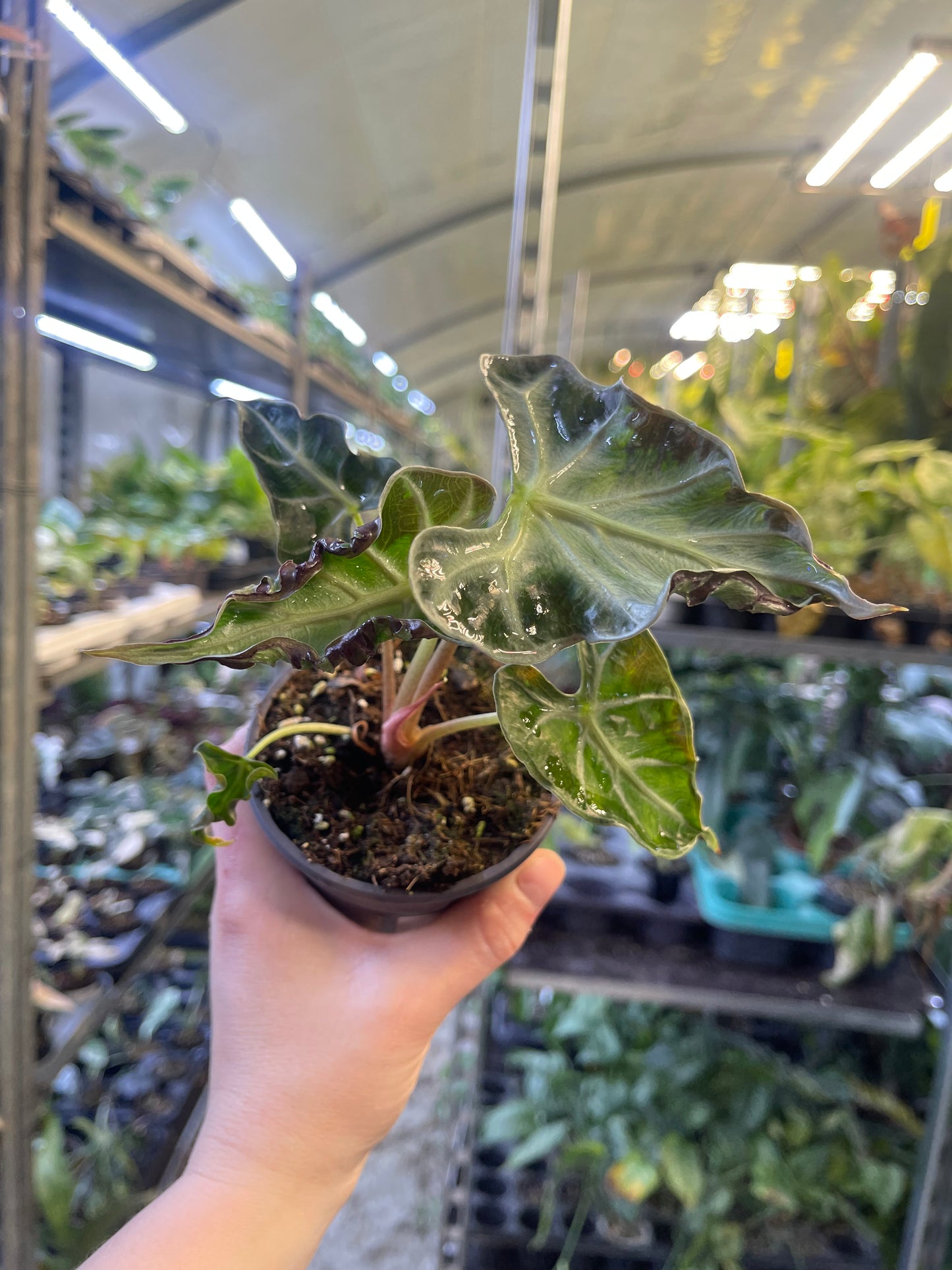 Alocasia Loco NEW