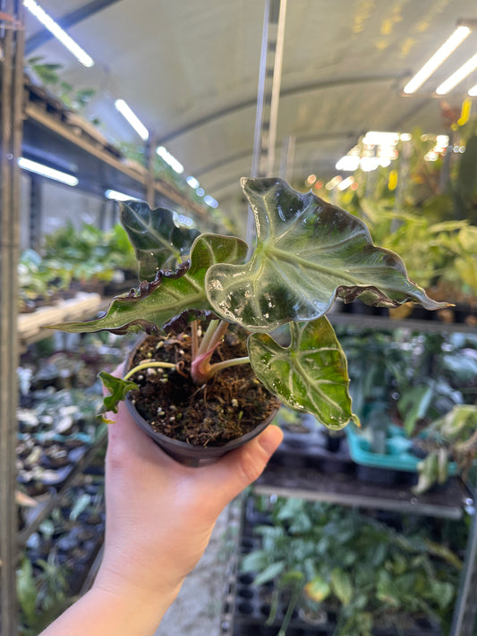 Alocasia Loco NEW