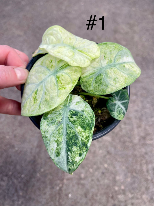 ALOCASIA NINJA VARIEGATA TRICOLOR NEW