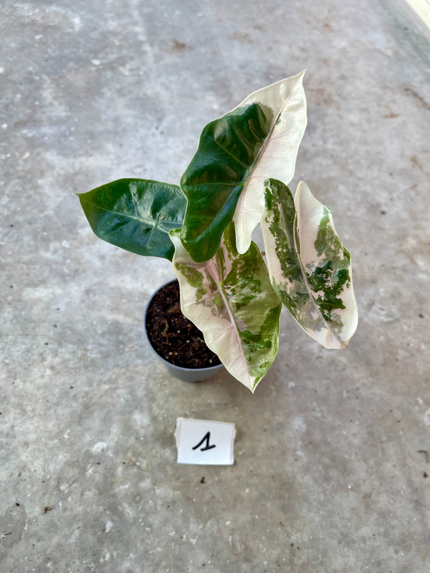 Alocasia pseudo sanderiana pink variegata