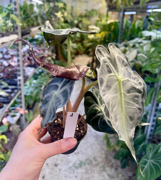 ALOCASIA VENOM M NEW