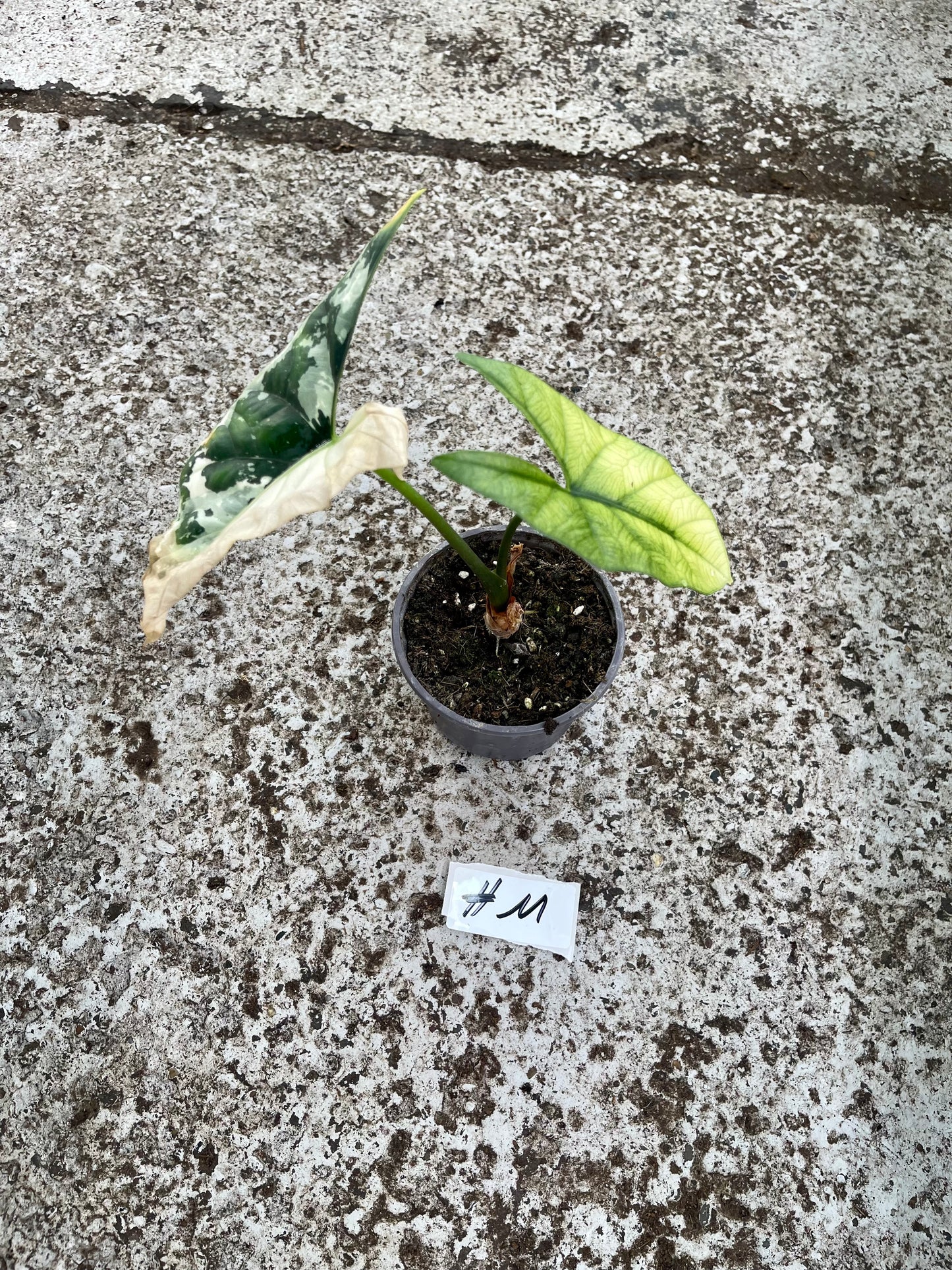 PLANTE A SAUVER