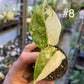 Alocasia dragon scale variegata S NEW