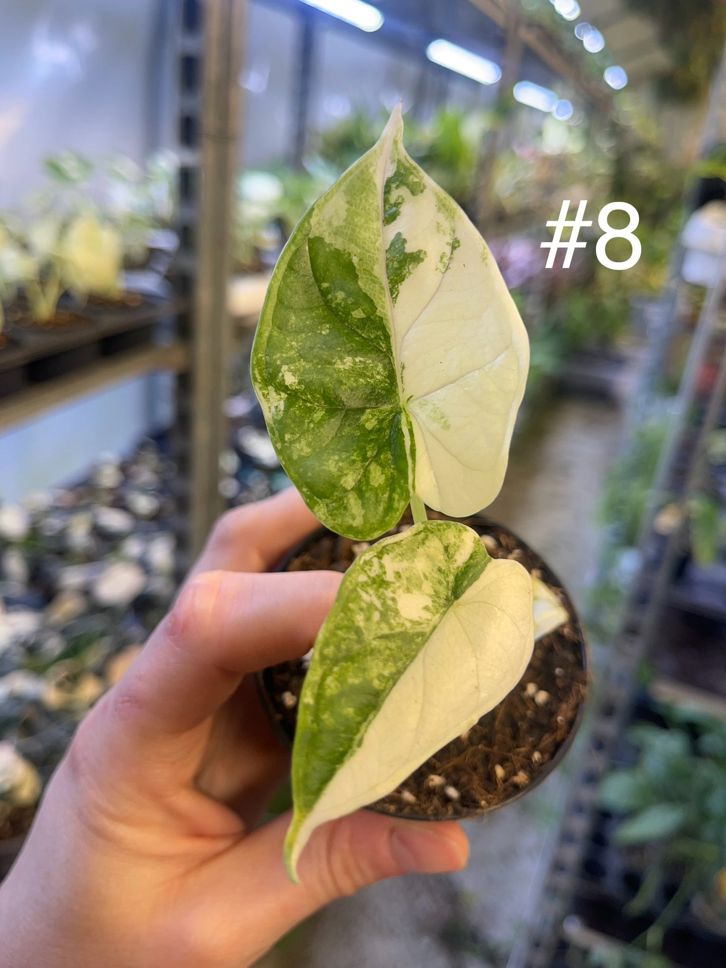 Alocasia dragon scale variegata S NEW