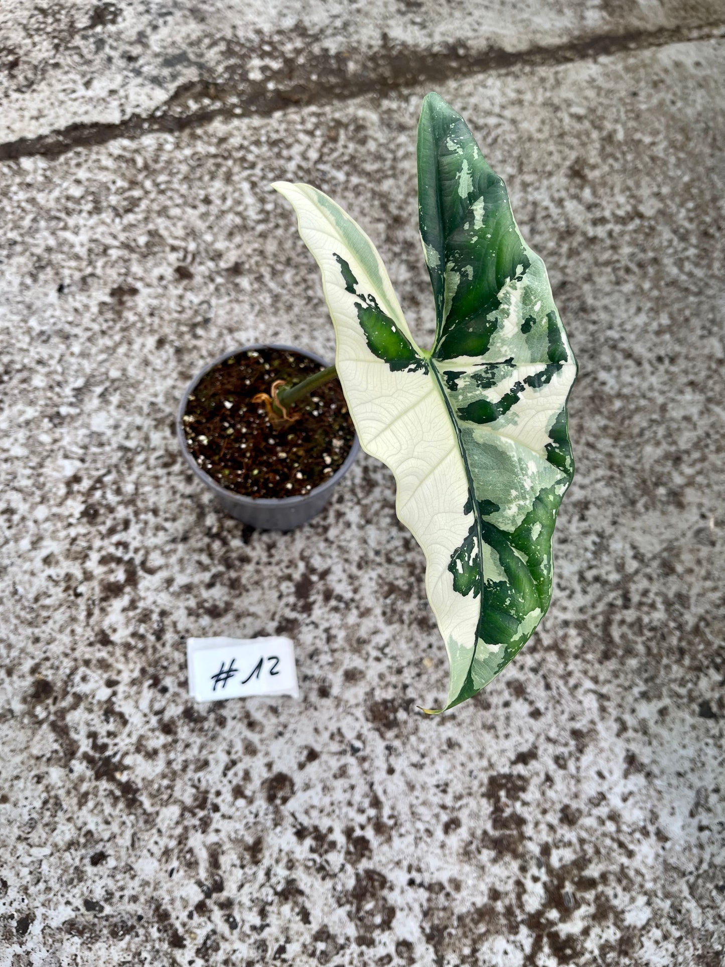 PLANTE A SAUVER