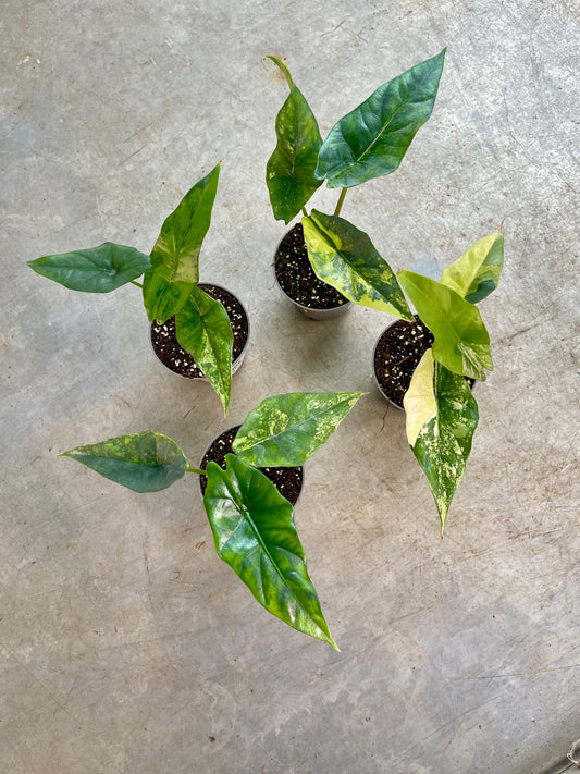 ALOCASIA SIMPO AUREA VARIEGATA NEW