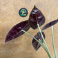 Alocasia purple prince S