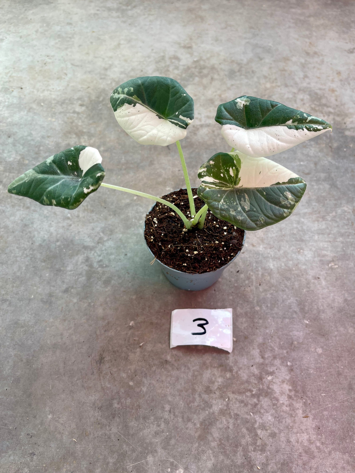 ALOCASIA MAHARANI ALBO VARIEGATA