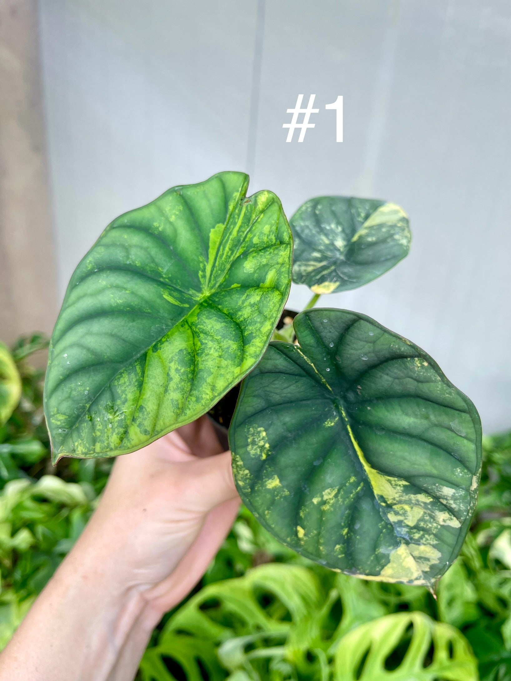 alocasia nebula variegata Alocasia silver nebula variegata – L'arbre D'or 67
