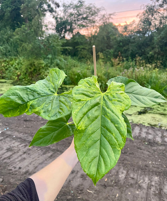 Anthurium balaoanum mutation variegata