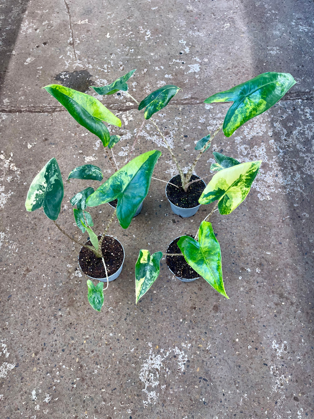 ALOCASIA ZEBRINA VARIEGATA