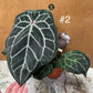 Anthurium Docblock Michelle