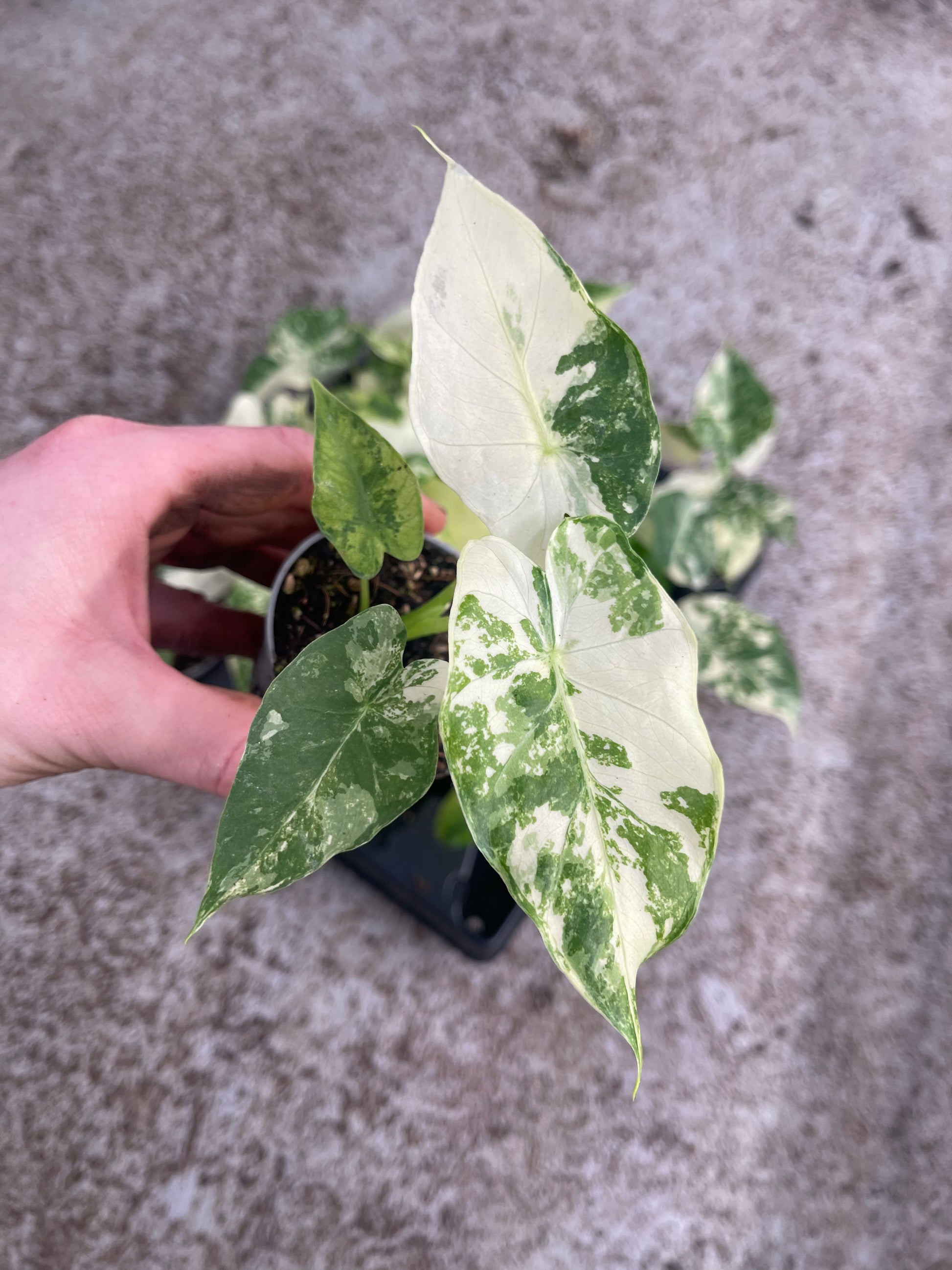 Alocasia gageana albo variegata  L'arbre D'or 67