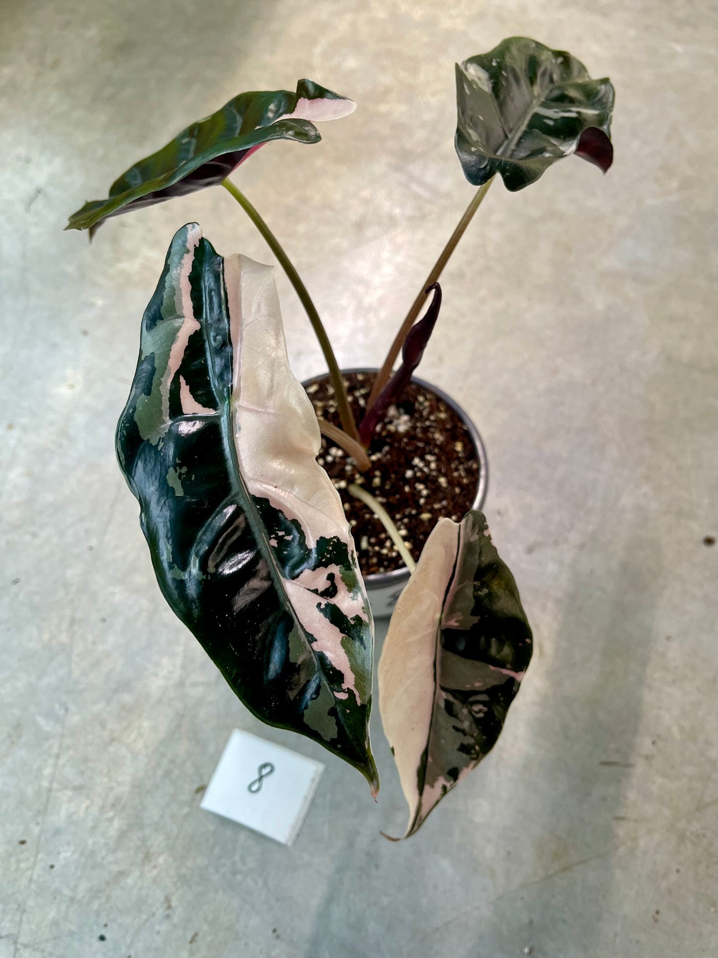 ALOCASIA CHANTRIERI PINK VARIEGATA NEW