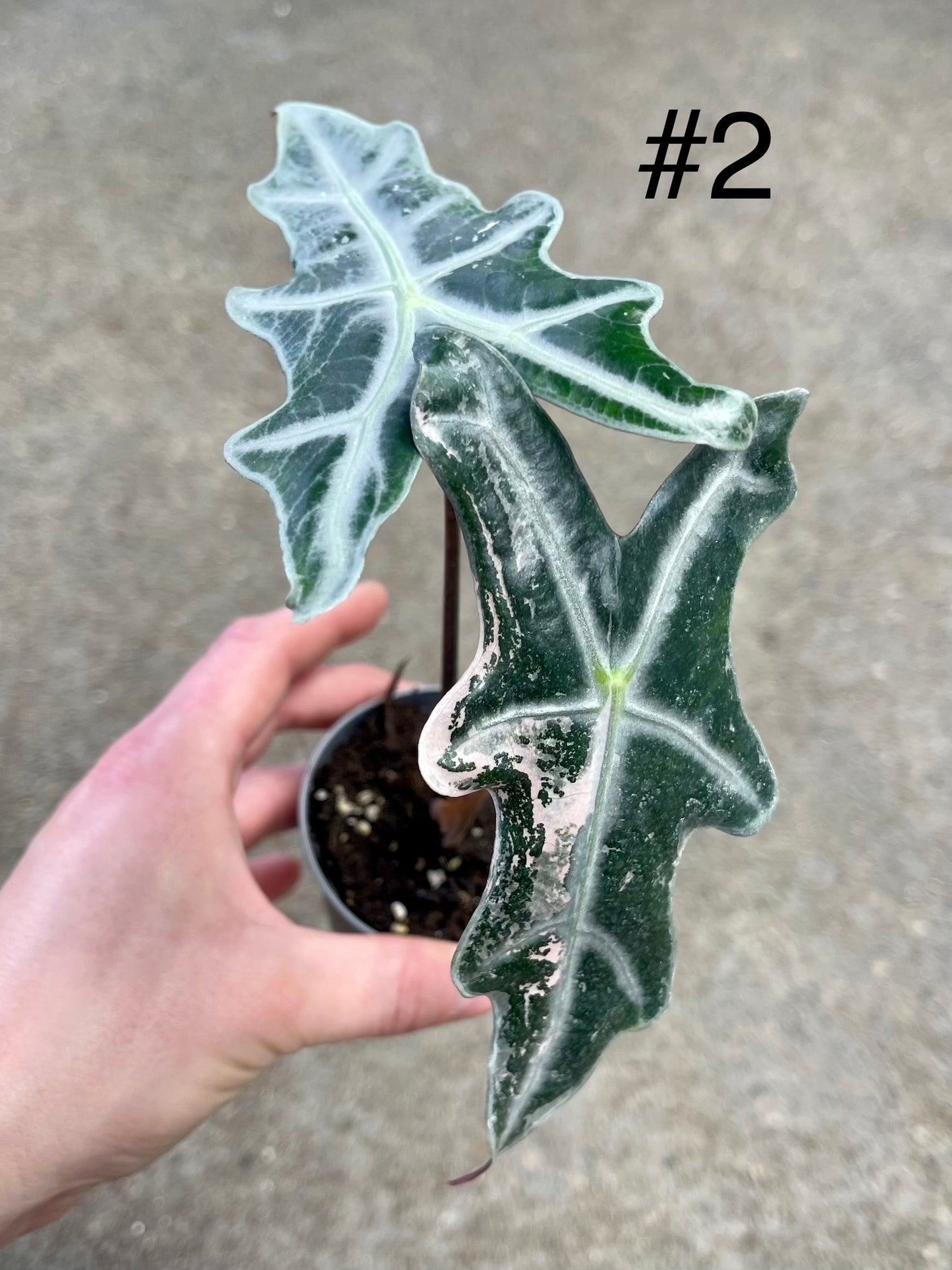 Alocasia sanderiana nobilis pink variegata NEW