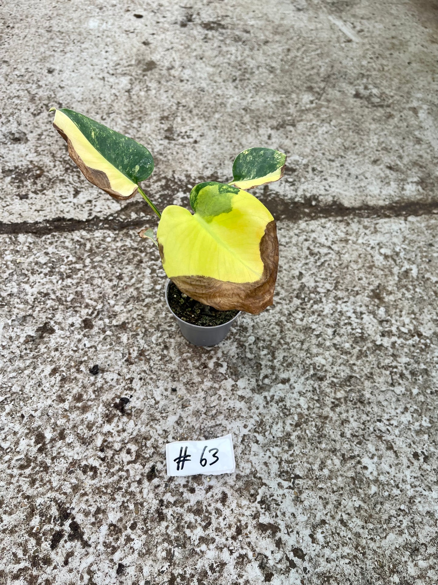 PLANTE A SAUVER