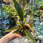 Philodendron caramel marble légère var M