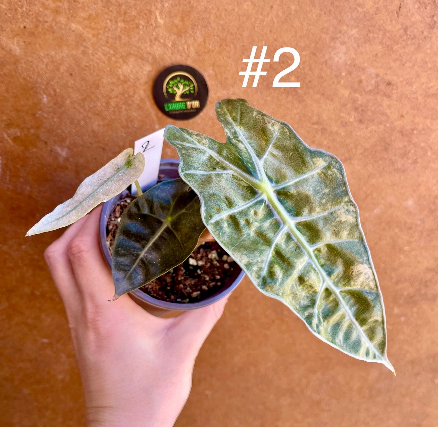 Alocasia polly pink / mint variegata