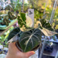 ALOCASIA BLACK VELVET PINK VARIEGATA M