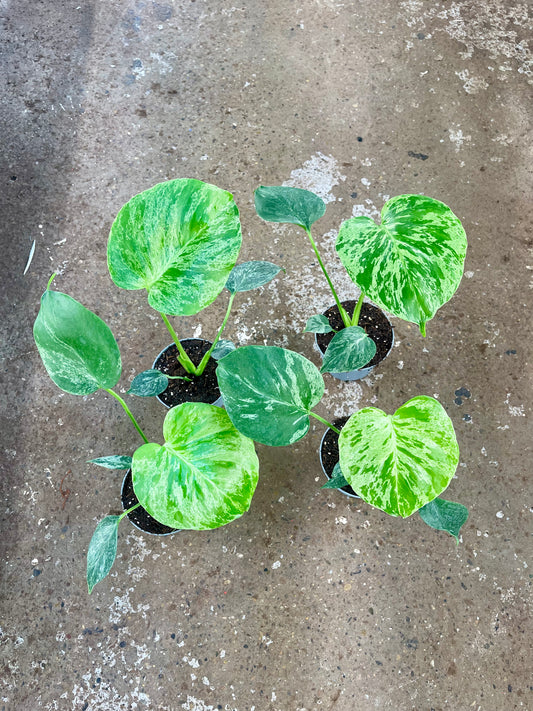 MONSTERA BULBASAUR NEW