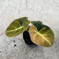 ALOCASIA BLACK VELVET AUREA