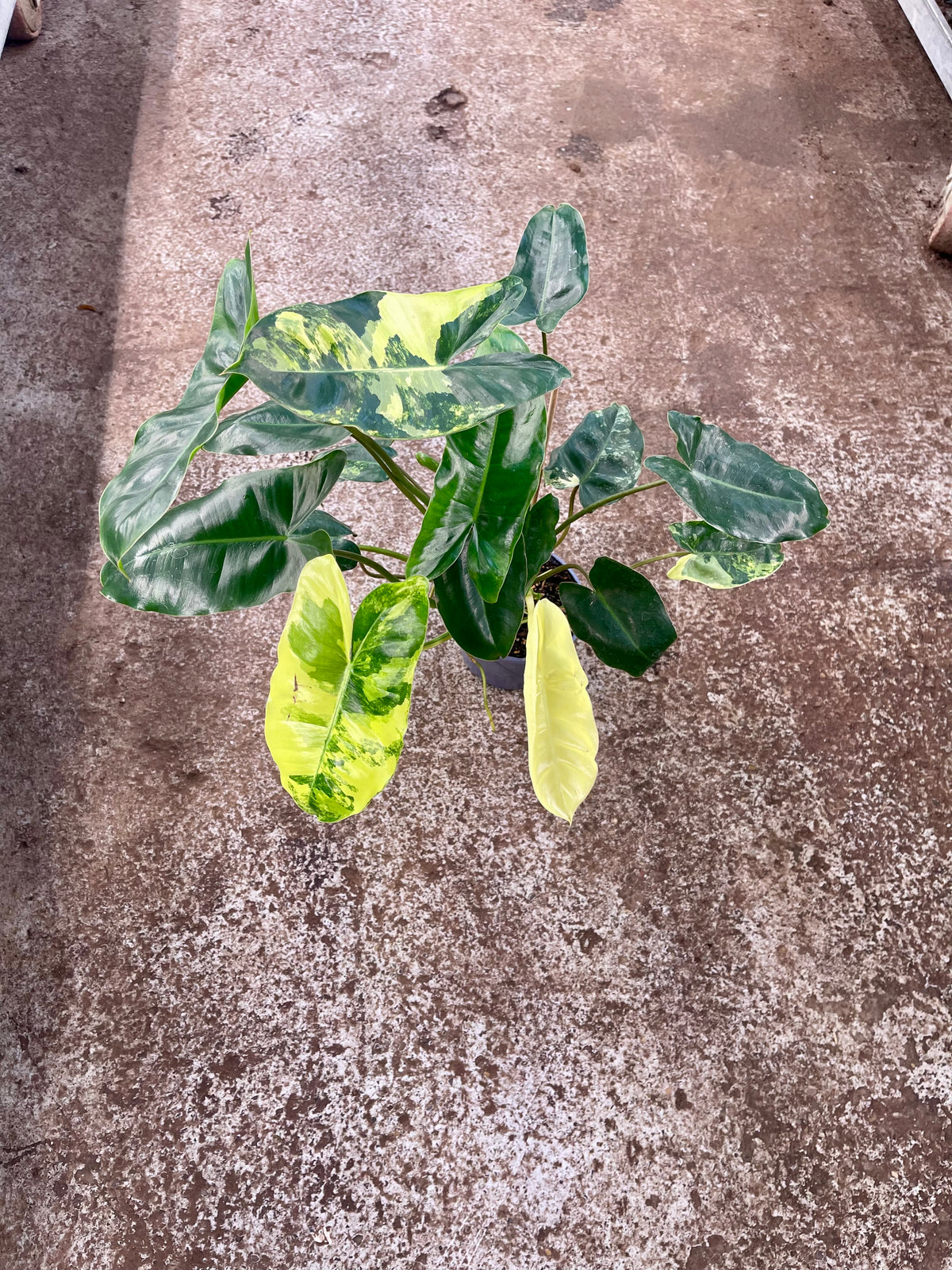 PHILODENDRON BURLE MARX VARIEGATA