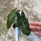 Alocasia pseudo sanderiana aurea variegata NEW