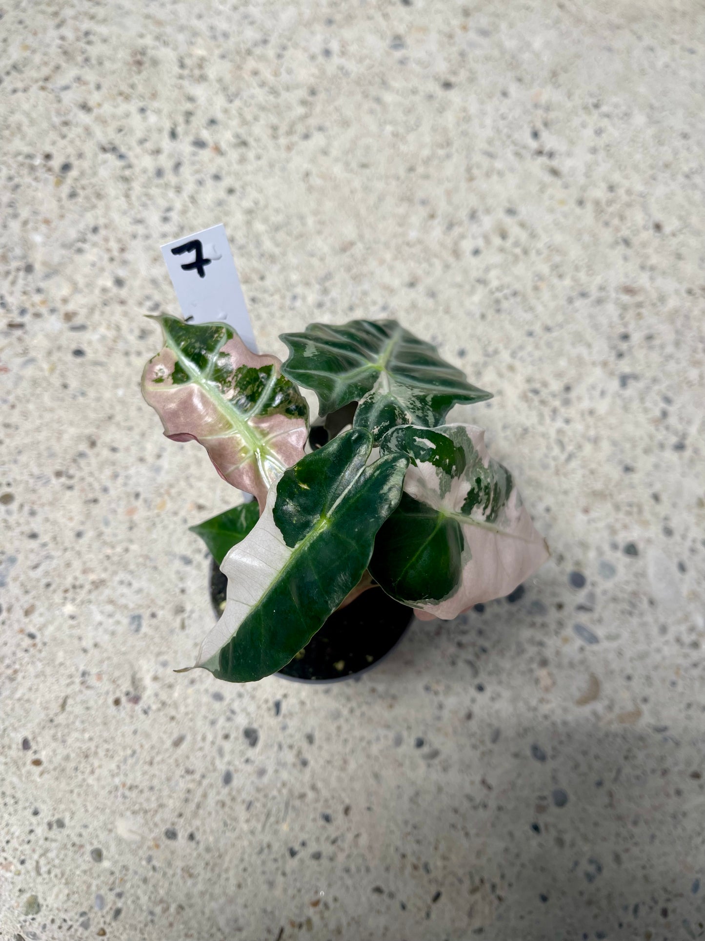 ALOCASIA AMAZONICA POLLY PINK NEW