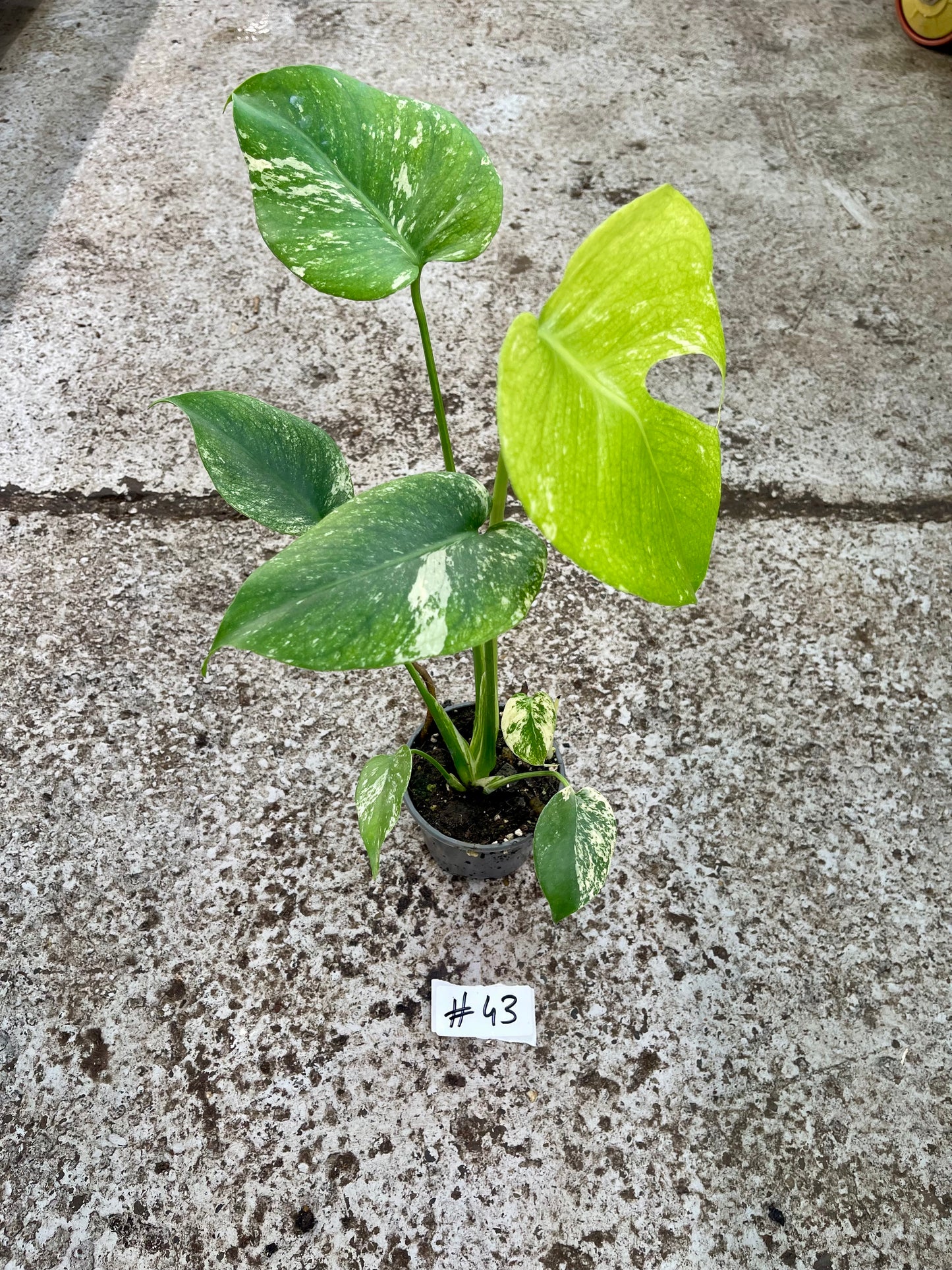 PLANTE A SAUVER