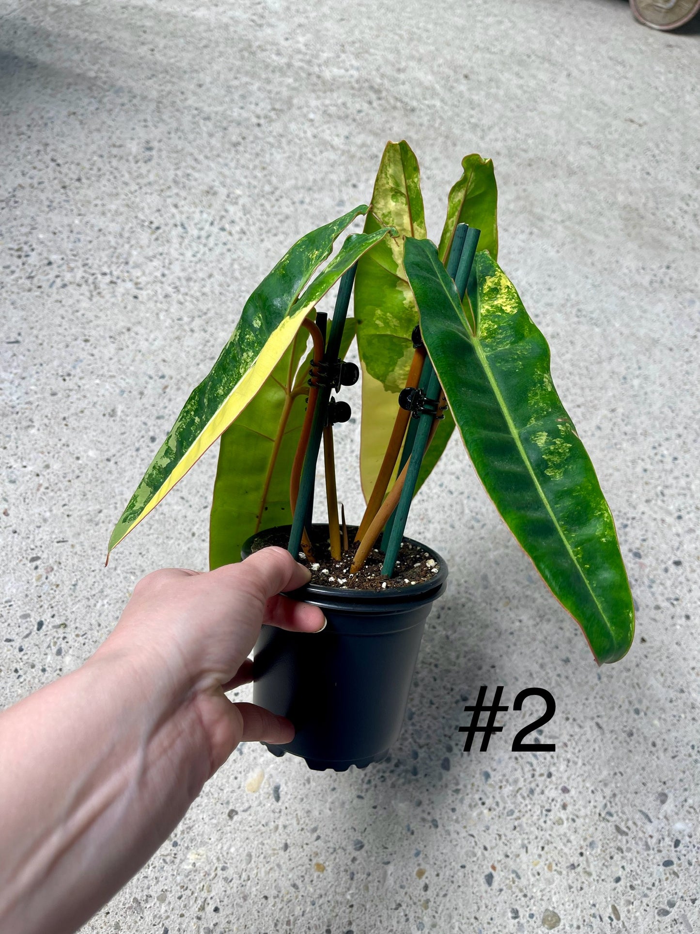 PHILODENDRON BILLIETIAE VARIEGATA NEW
