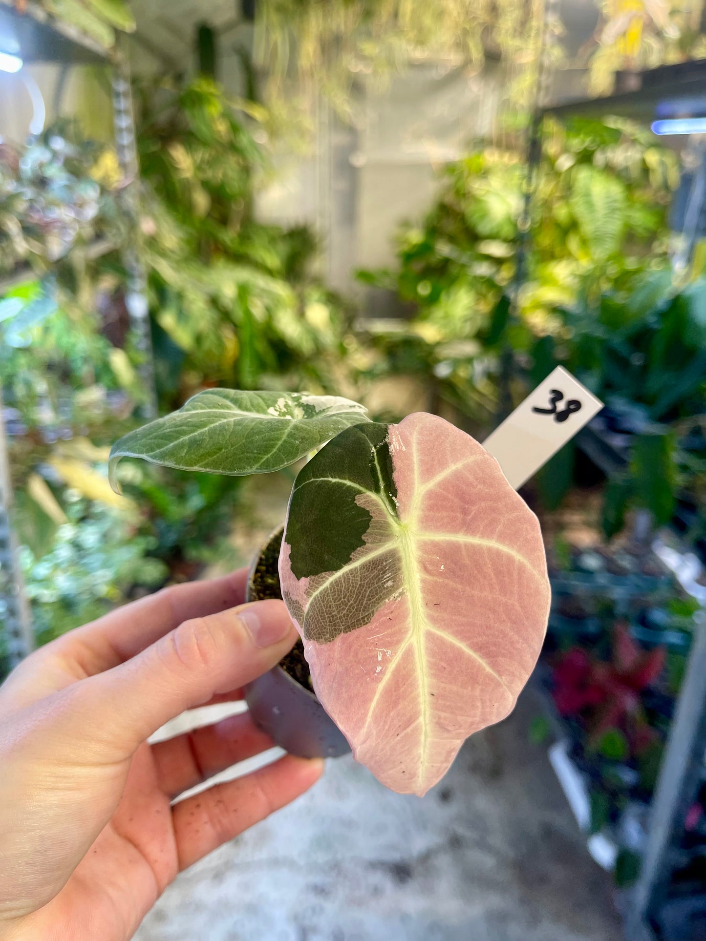 ALOCASIA BLACK VELVET VARIEGATA PINK S NEW