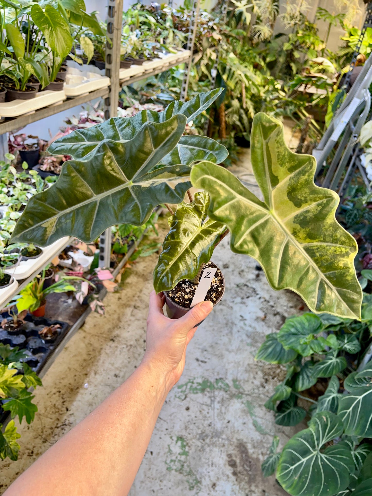 Alocasia pseudo sanderiana aurea variegata L NEW