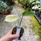 MONSTERA MINT WHITE MONSTER S NEW