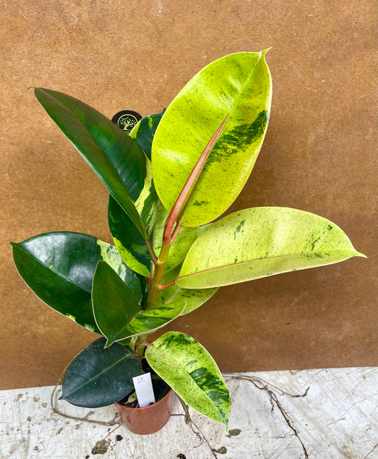 Ficus moonshine shriveriana variegata