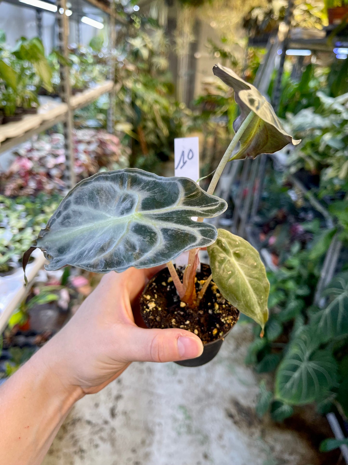 ALOCASIA VENOM S NEW