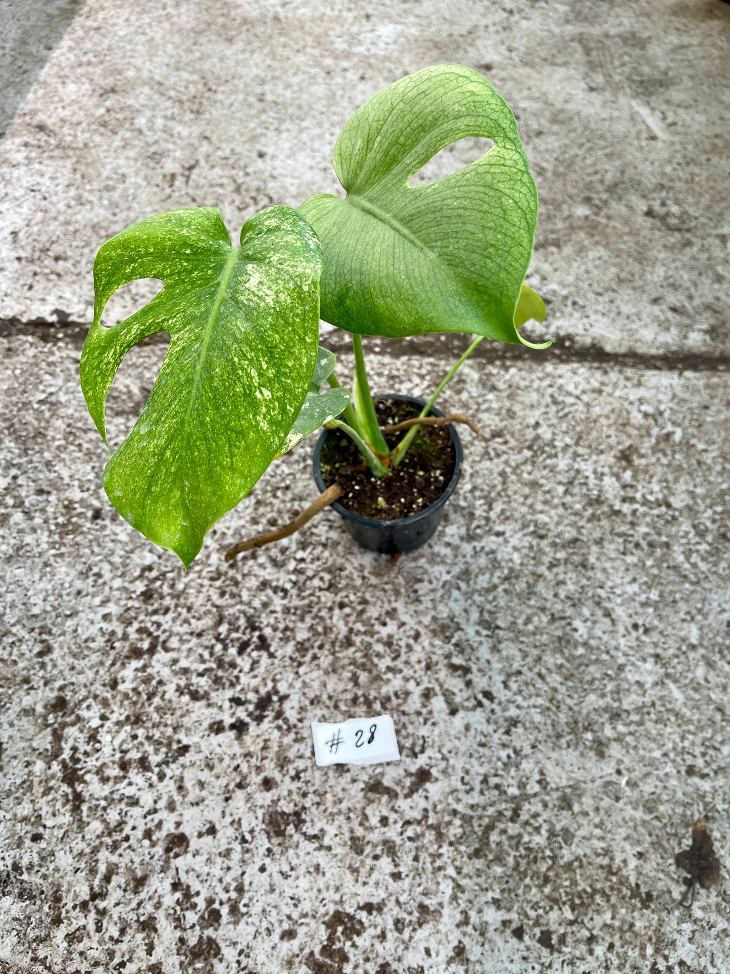 PLANTE A SAUVER