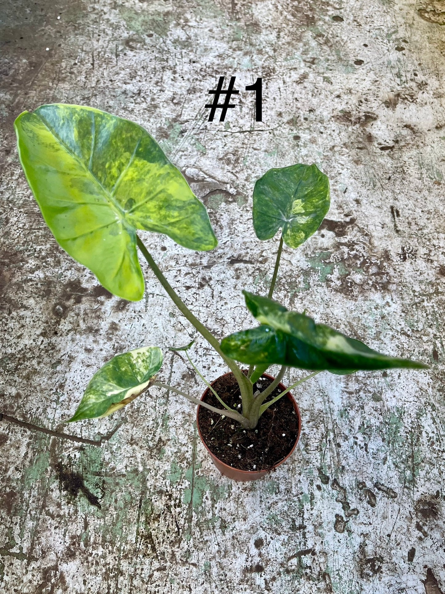 Alocasia shock treatment variegata L NEW