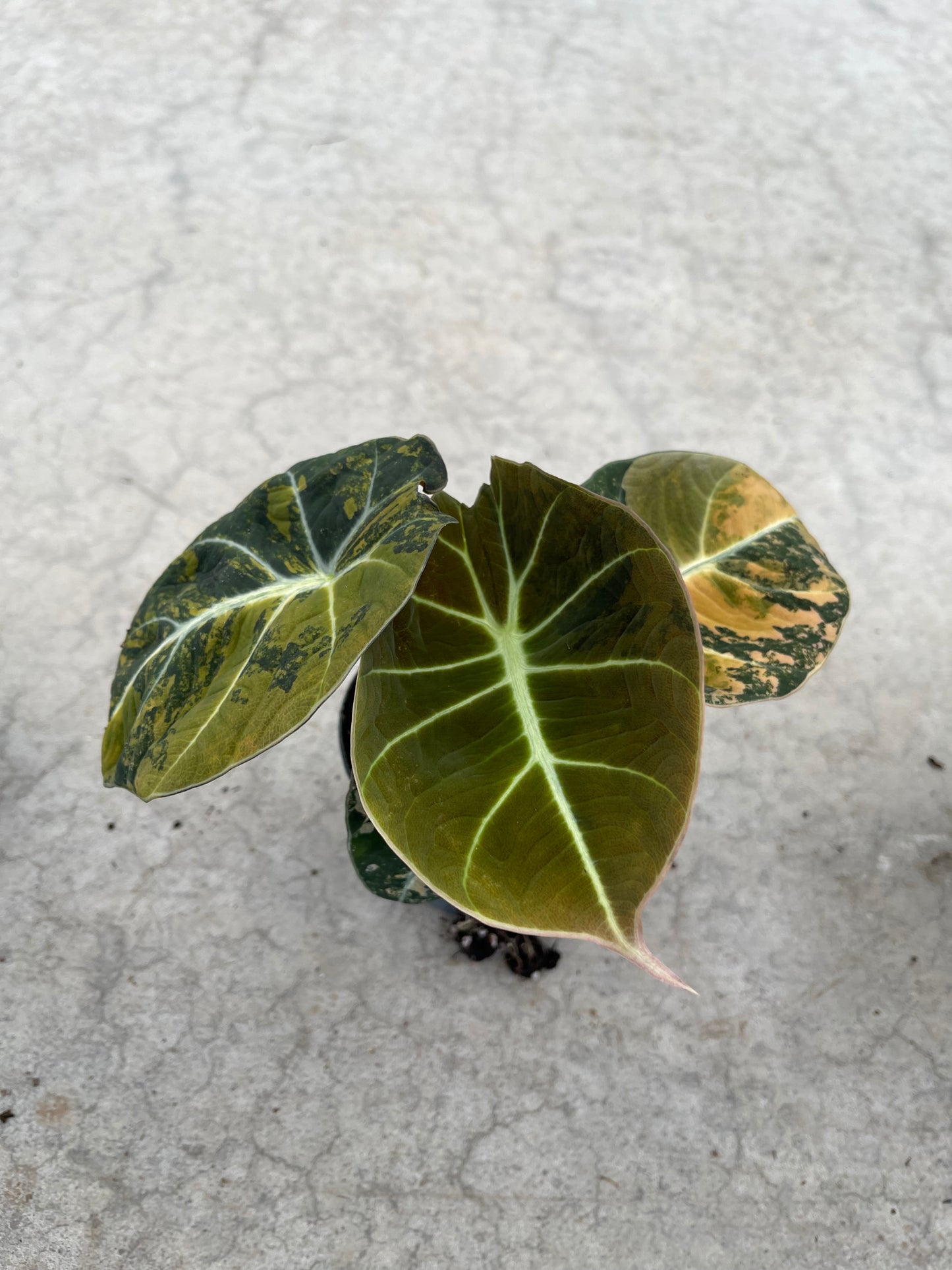 ALOCASIA BLACK VELVET AUREA