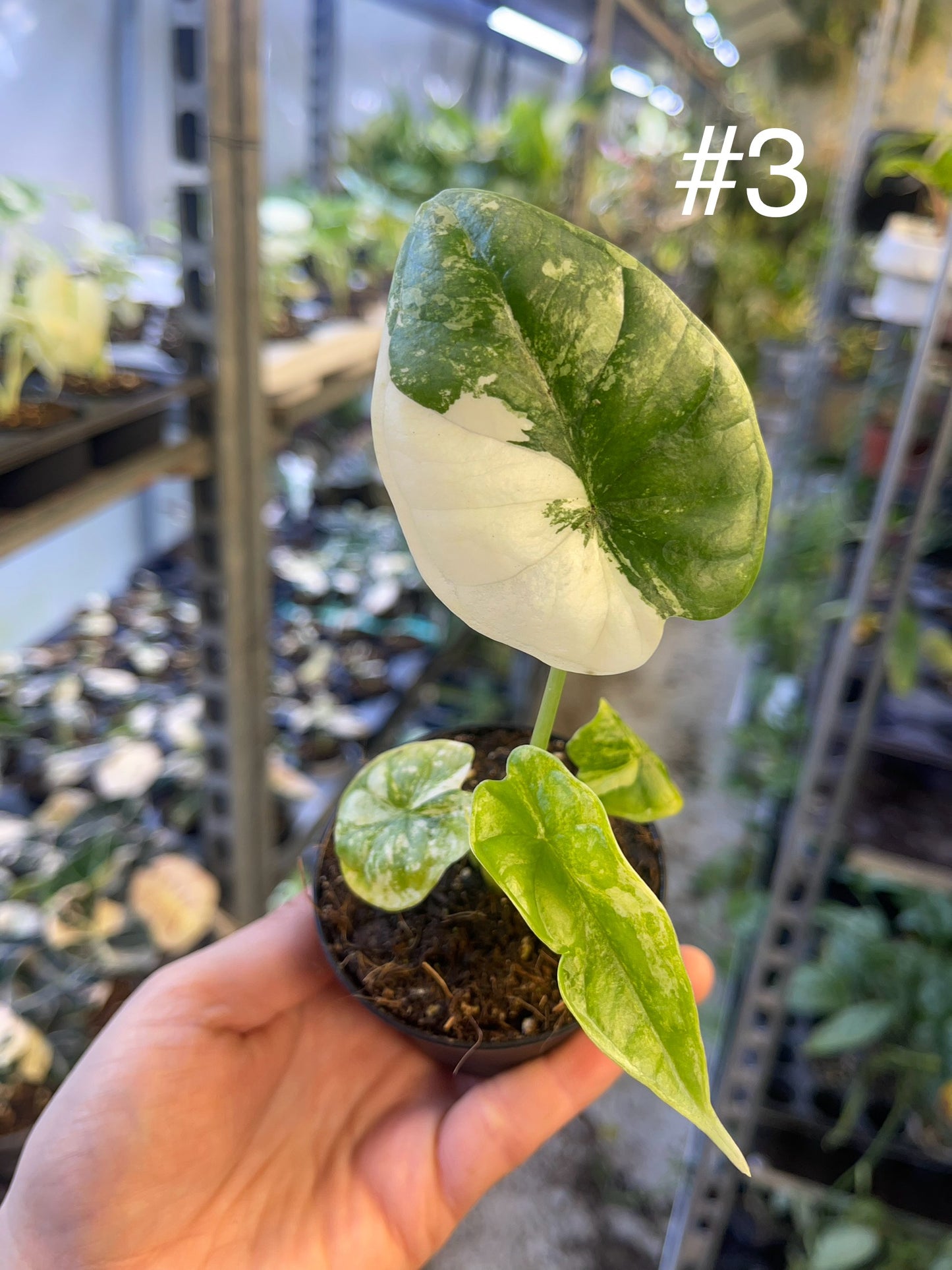 Alocasia dragon scale variegata S NEW