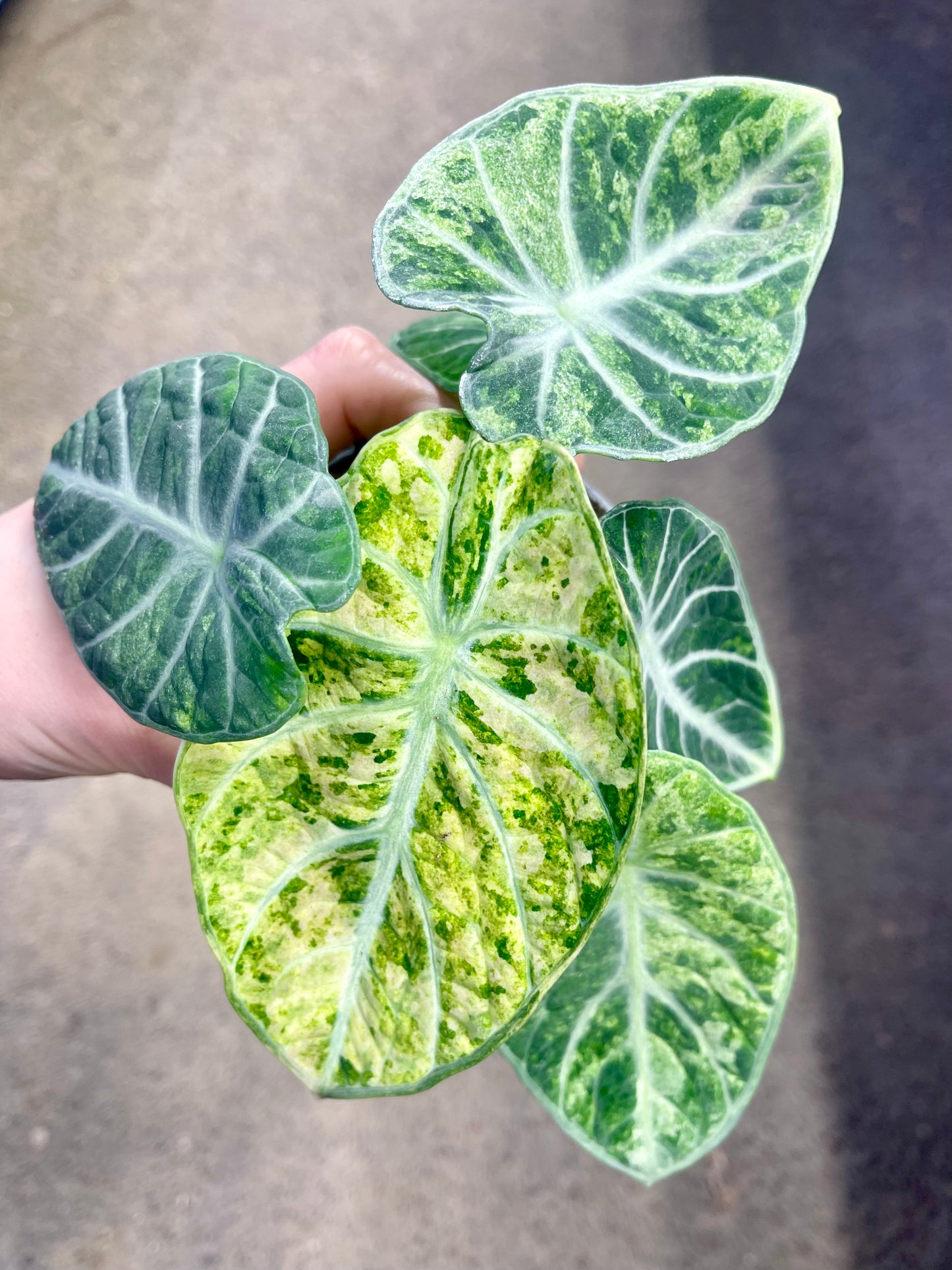 ALO.CASIA NINJA TRICOLOR PINK